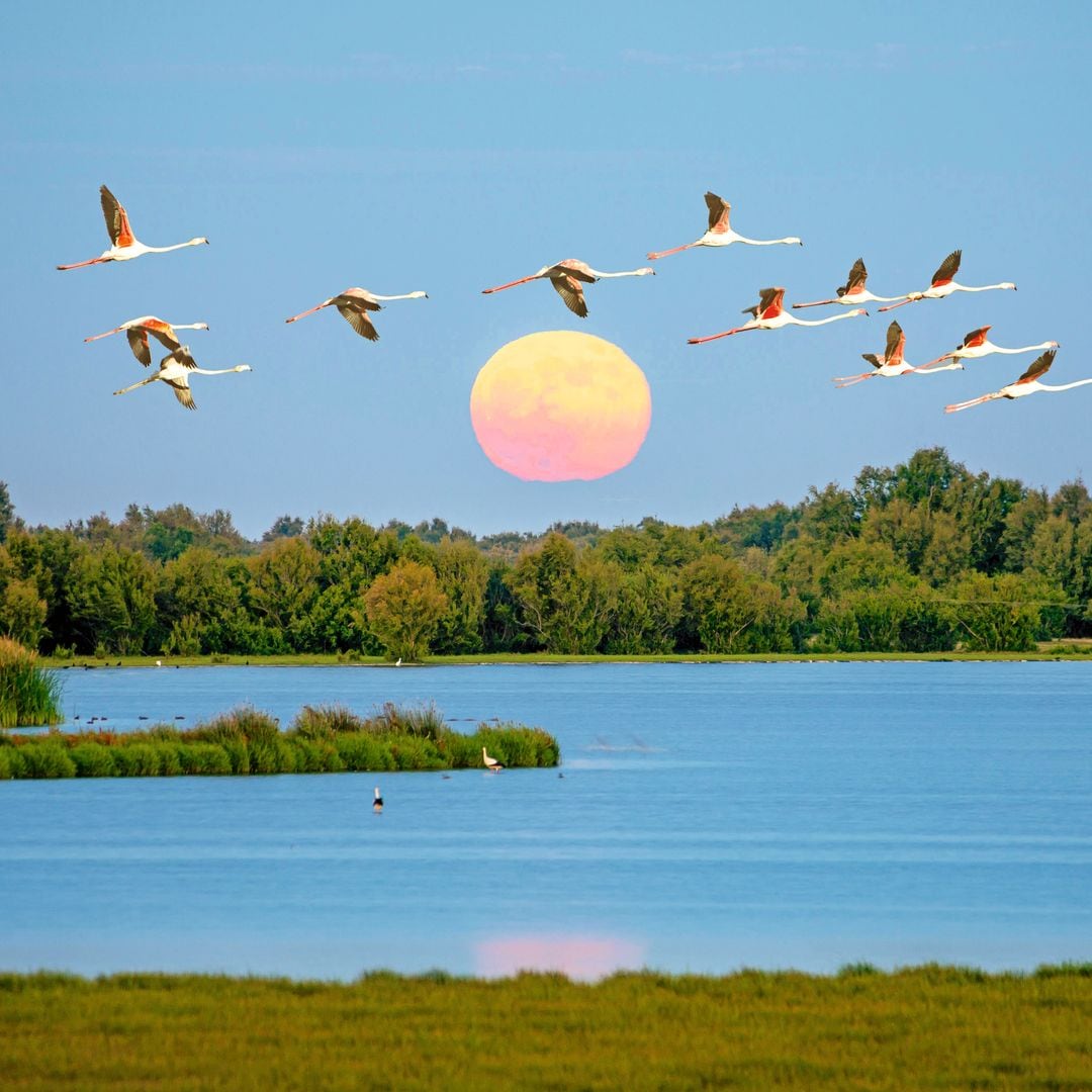 Por qué es importante visitar Doñana sin expectativas, según el biólogo Eloy Revilla