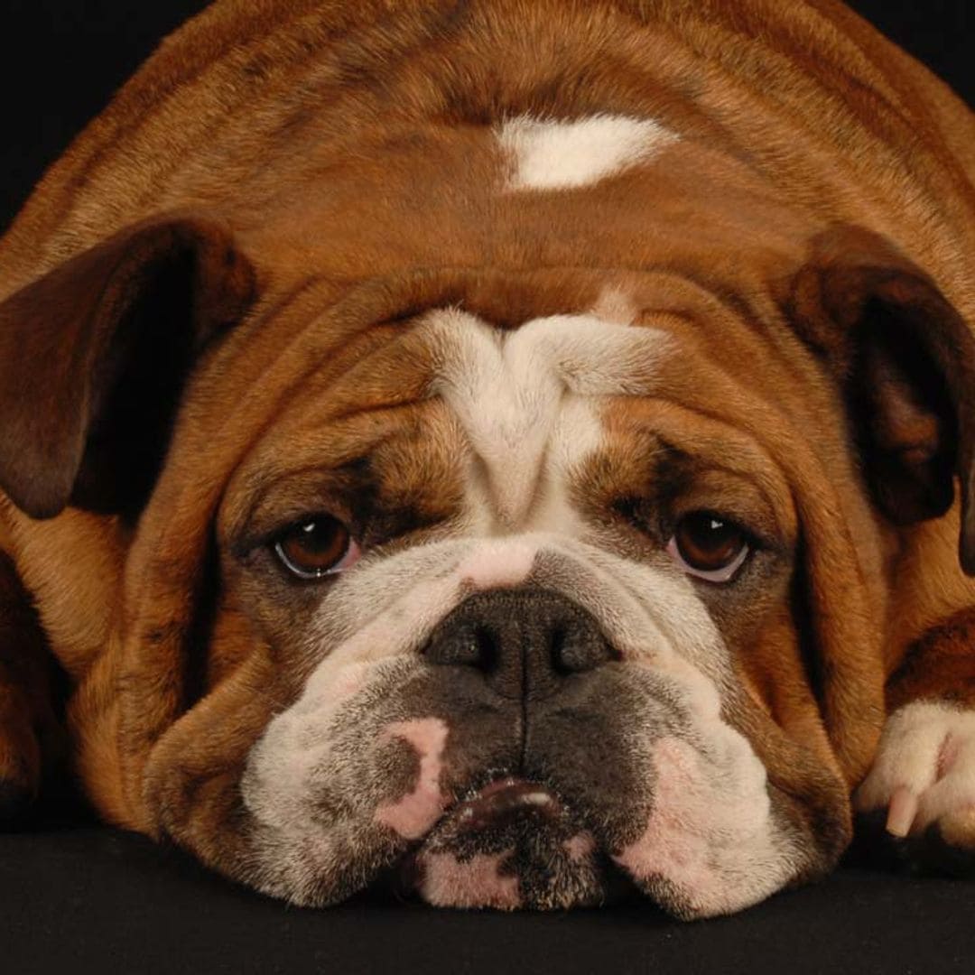 Si tu perro te ignora, ten en cuenta estos consejos