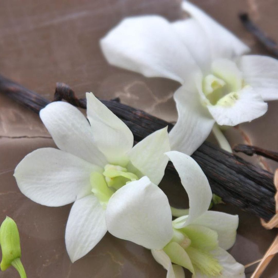 Vainilla: sinónimo de salud y belleza