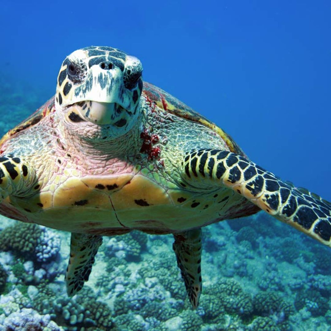 ¿Vas a adoptar una tortuga? Te contamos todo lo que tienes que saber