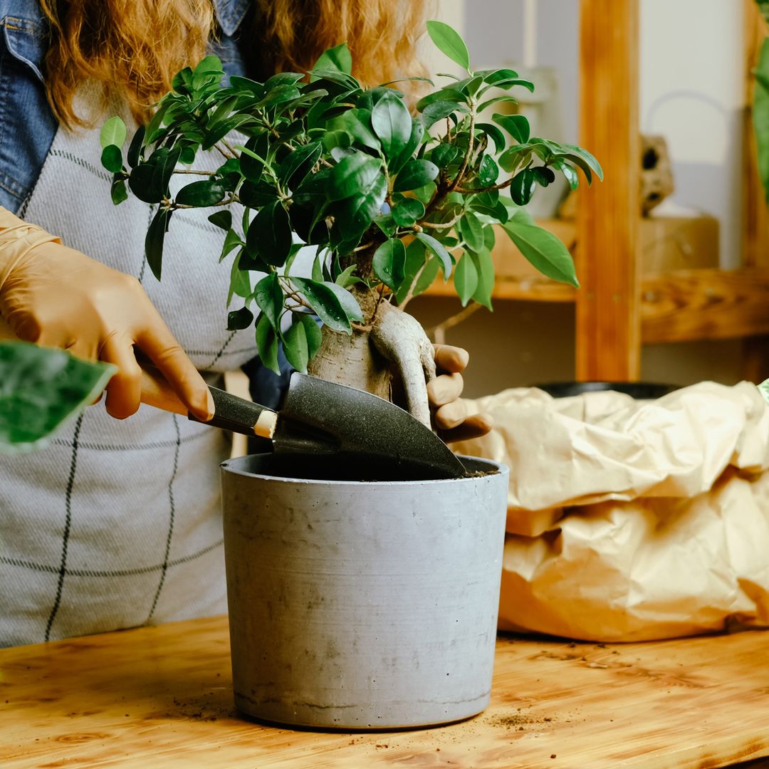 Evita que las plantas se te mueran cuando las llevas a casa: 9 cuidados esenciales para que sobrevivan desde el primer día