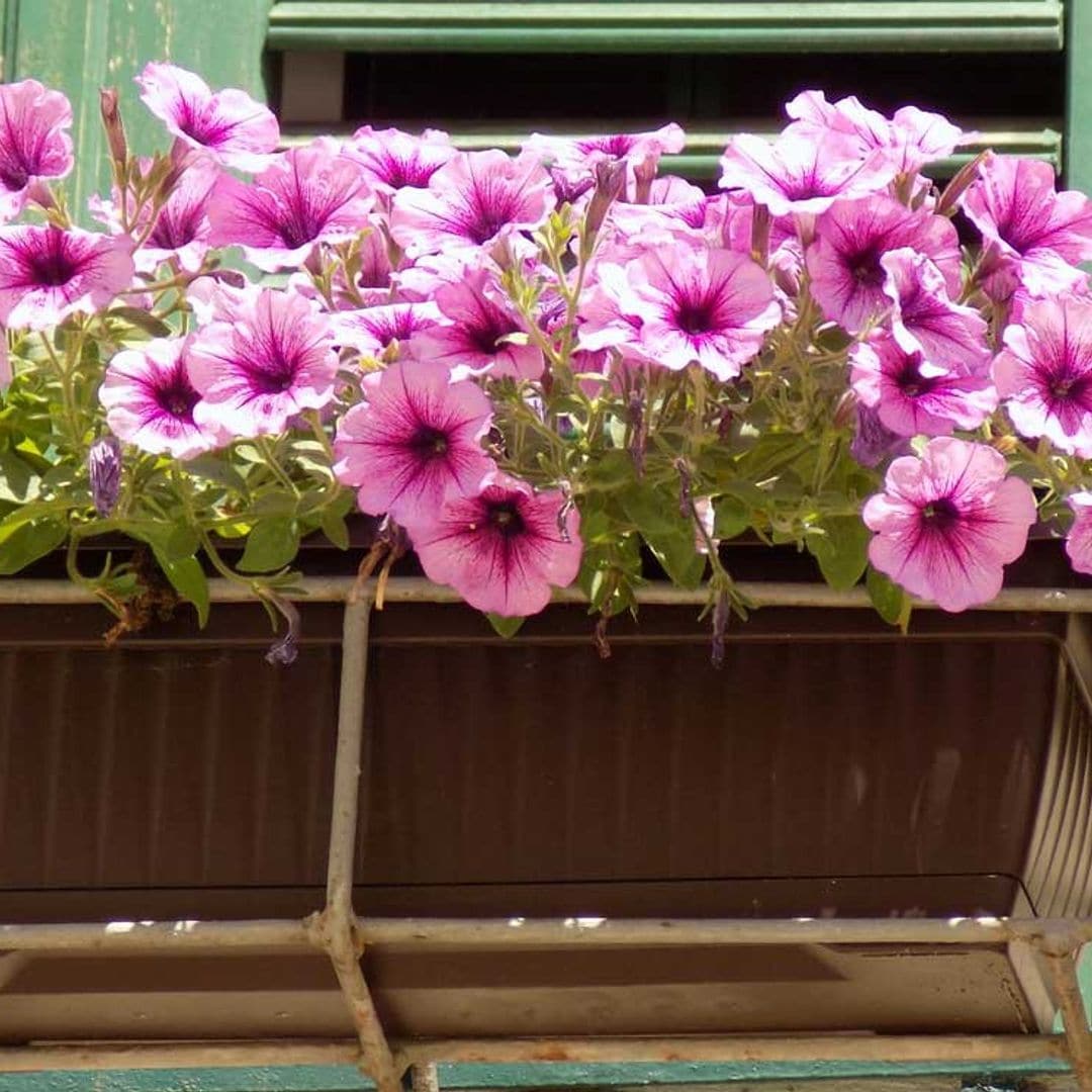 Así debes cultivar las petunias; sus flores llenarán de color tu jardín o terraza
