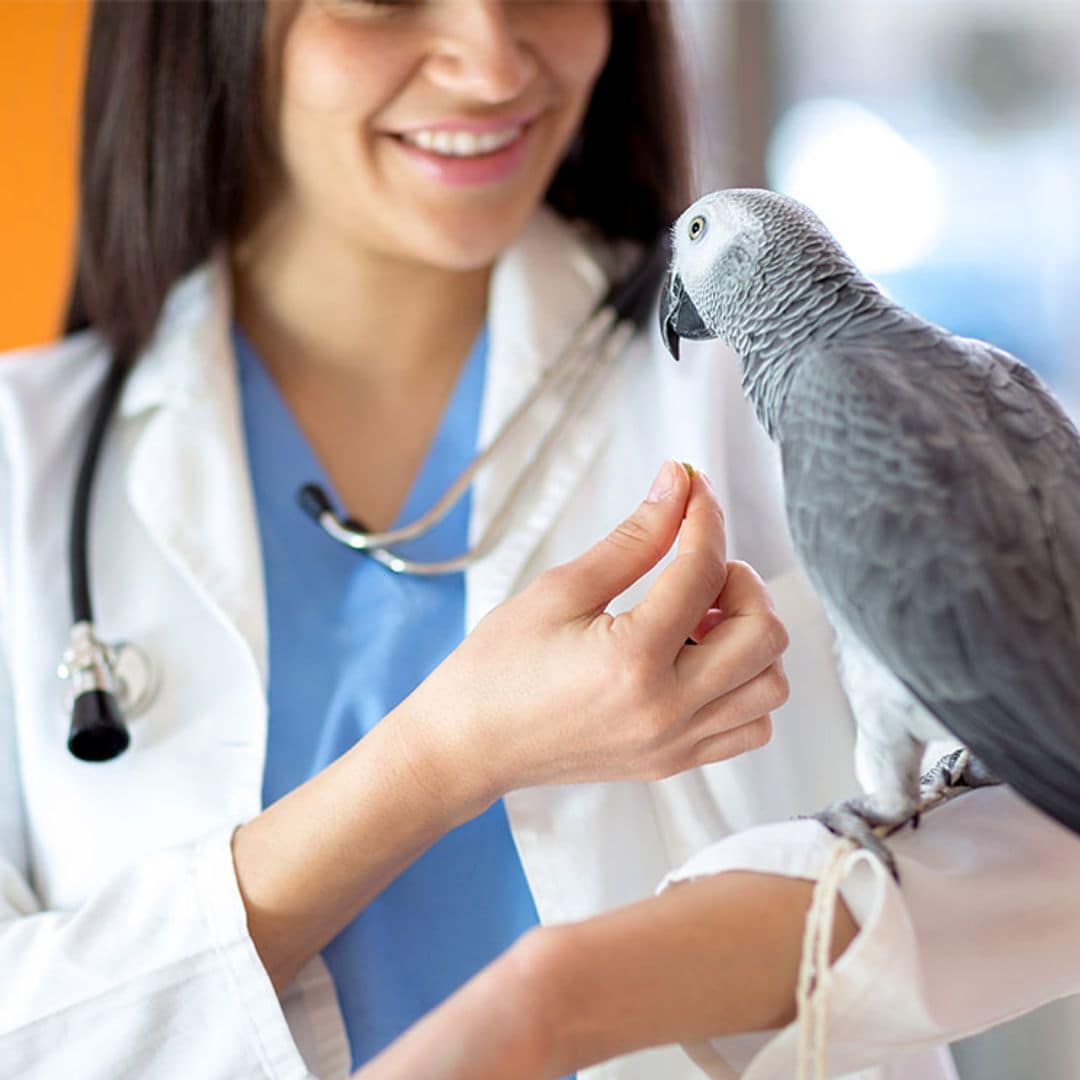 Conoce las enfermedades más comunes de los pájaros