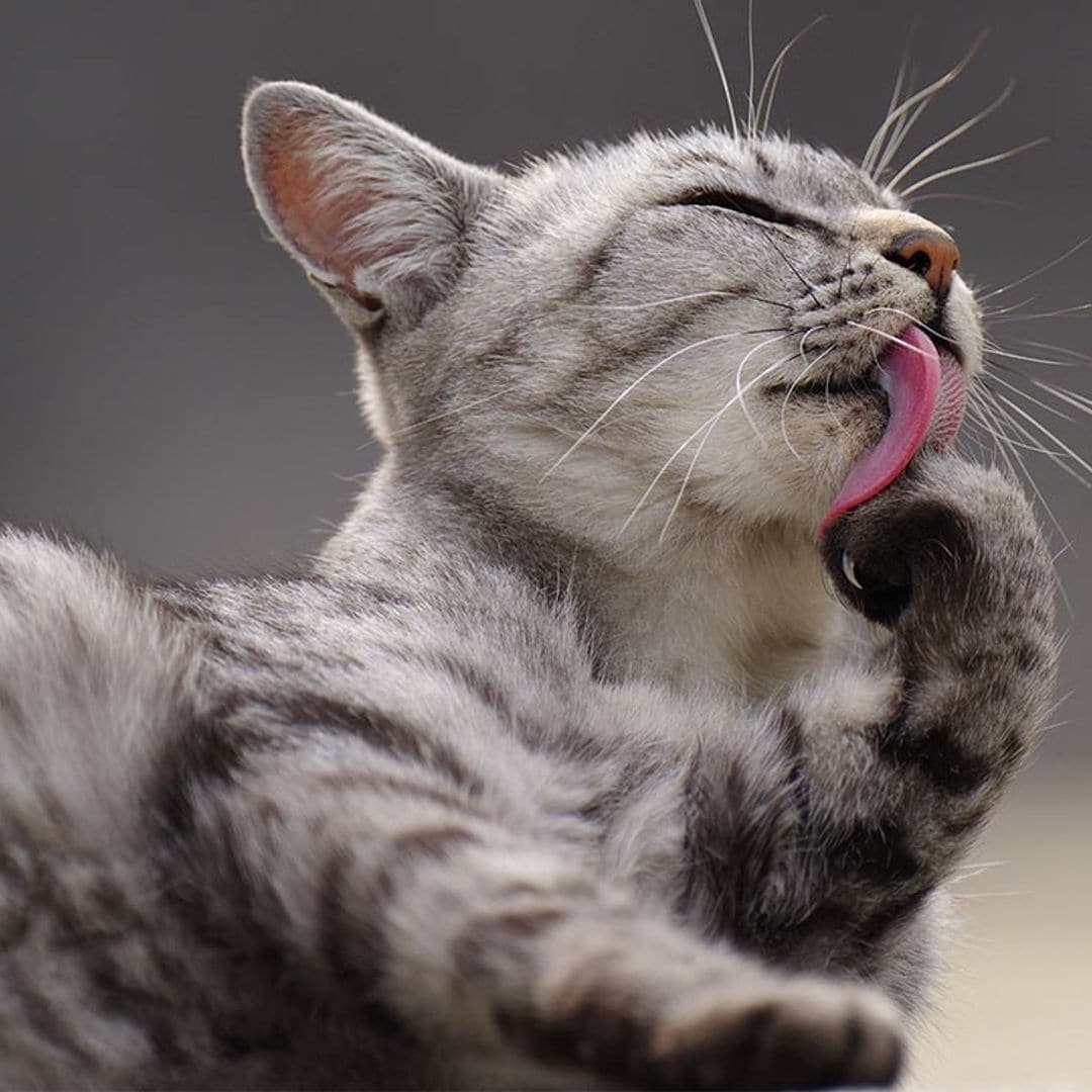 ¿Qué significa la falta de higiene de tu gato?