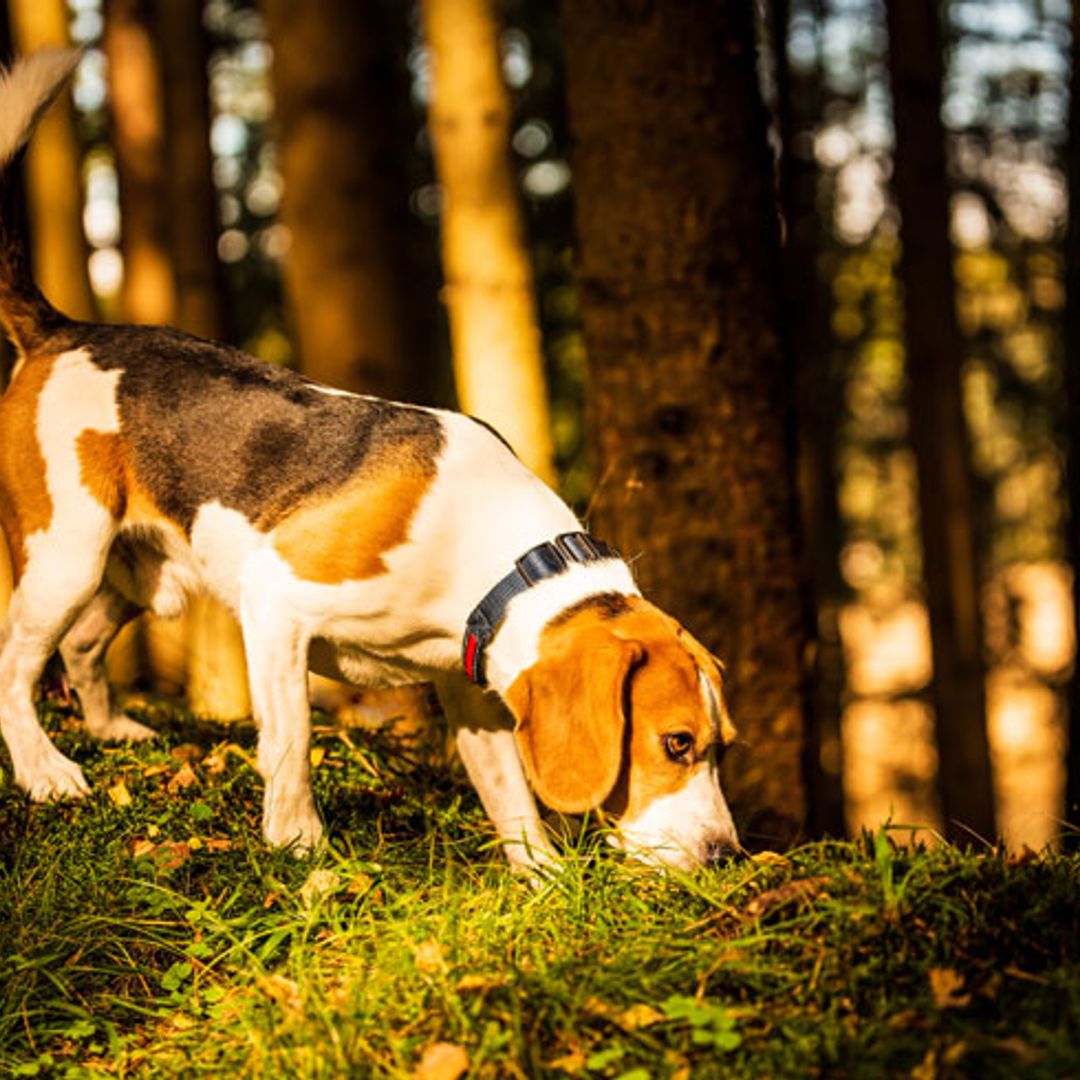 Oruga procesionaria: ¿cómo debemos actuar si entra en contacto con nuestro perro?