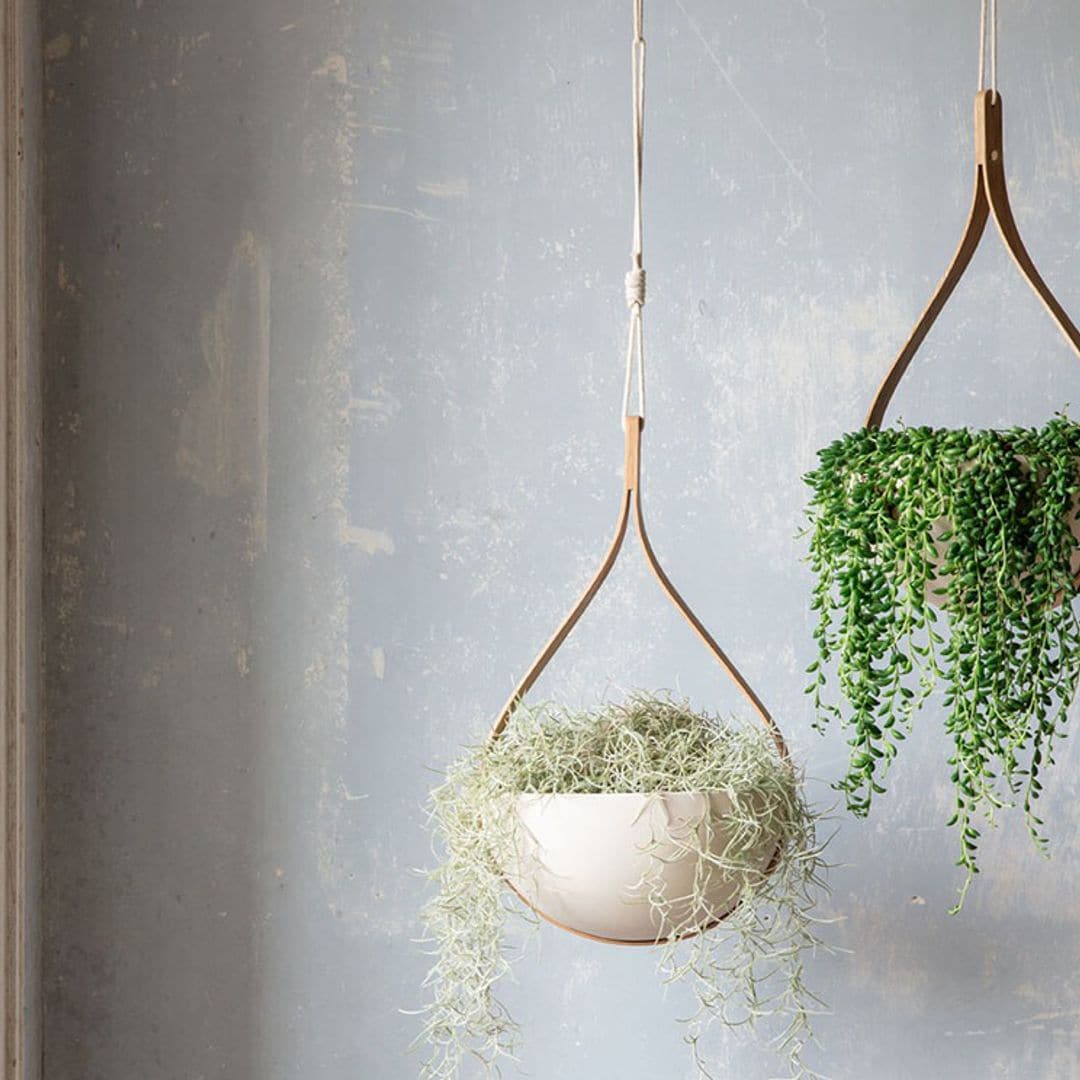 Plantas colgantes: cuáles son las más decorativas y cómo tienes que cuidarlas