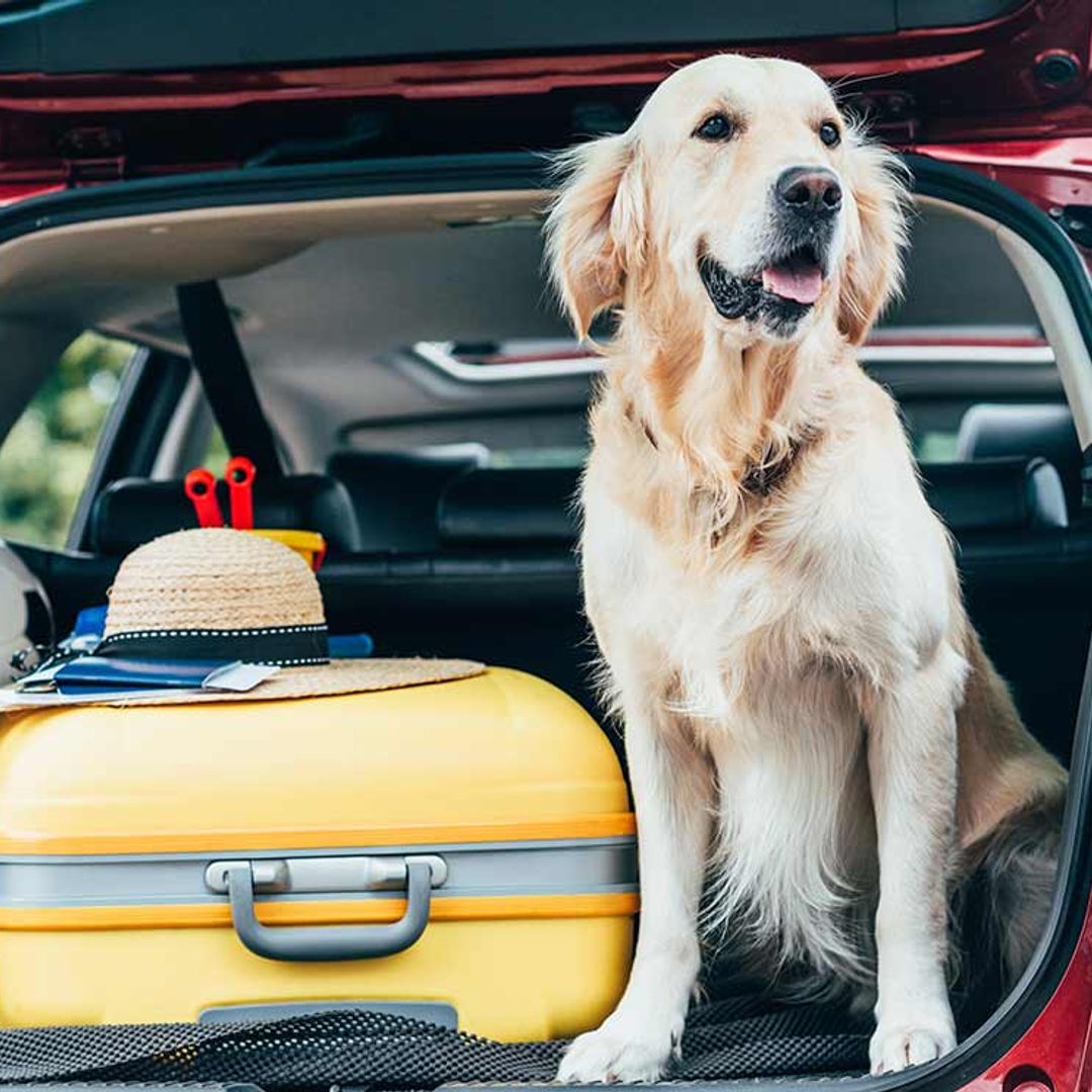 Trucos para viajar en coche con tu perro