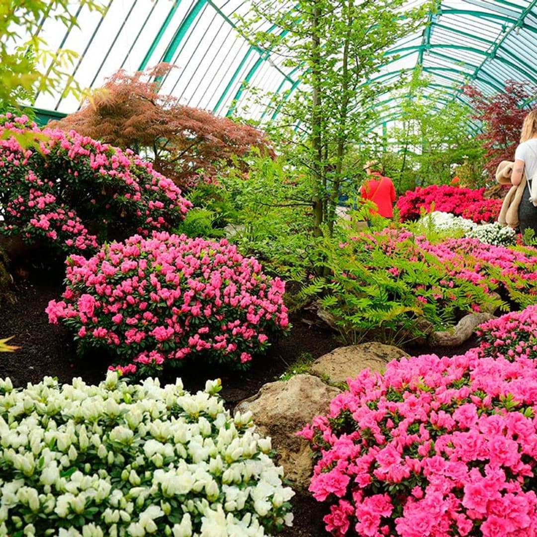Los invernaderos reales de Laeken abren por primavera