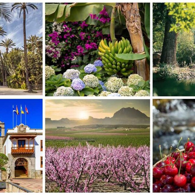 collage frutas