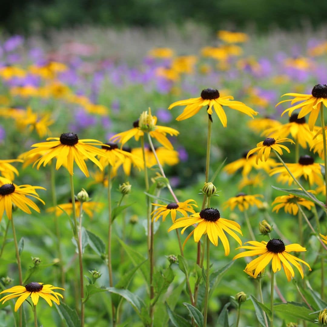 El cultivo de la rudbeckia, una planta de floración estival que alegrará tu jardín en verano