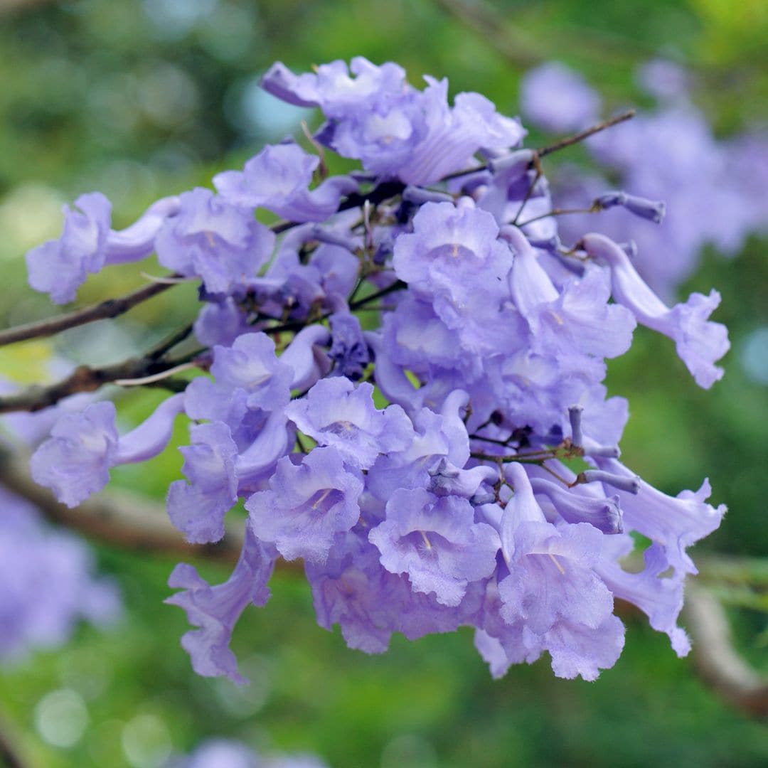Jacaranda: un árbol de floración espectacular, resistente y fácil de cuidar