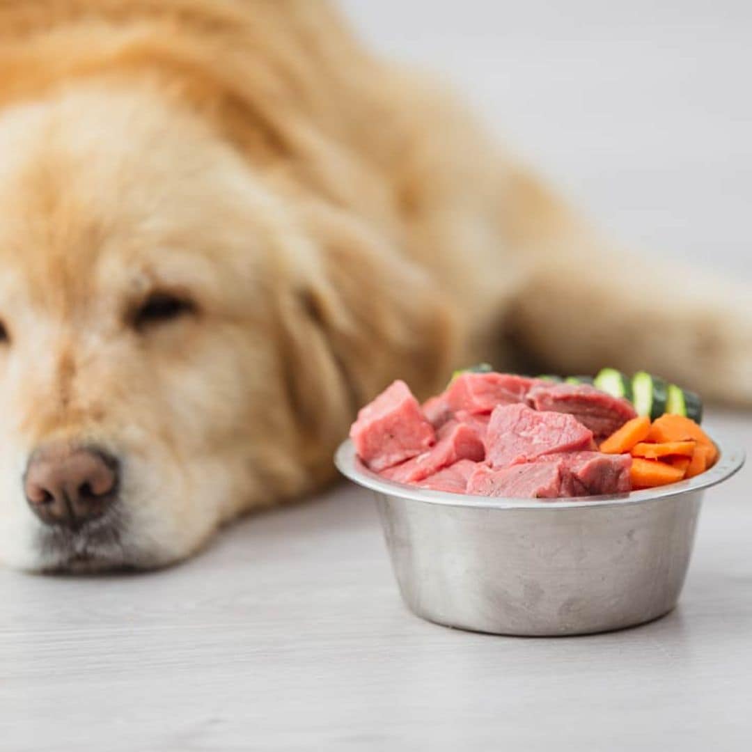 ¿Qué hacer cuando un perro no come?