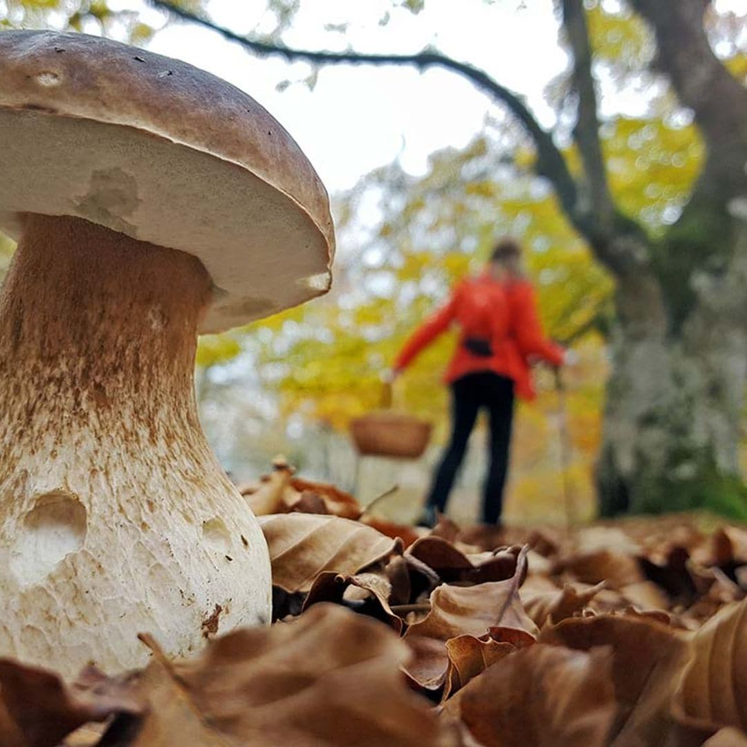 Los mejores bosques de España para coger setas esta temporada 2022