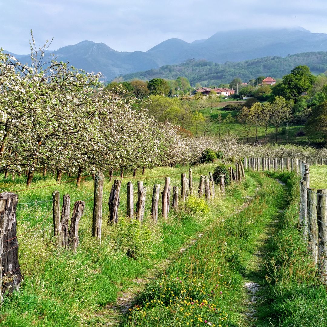 Una ruta por los lagares y pomaradas donde nace la sidra asturiana