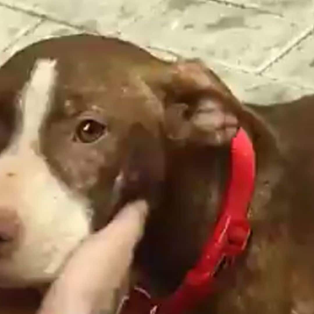 Una perra callejera cuida a un hombre que se ha perdido y él la adopta