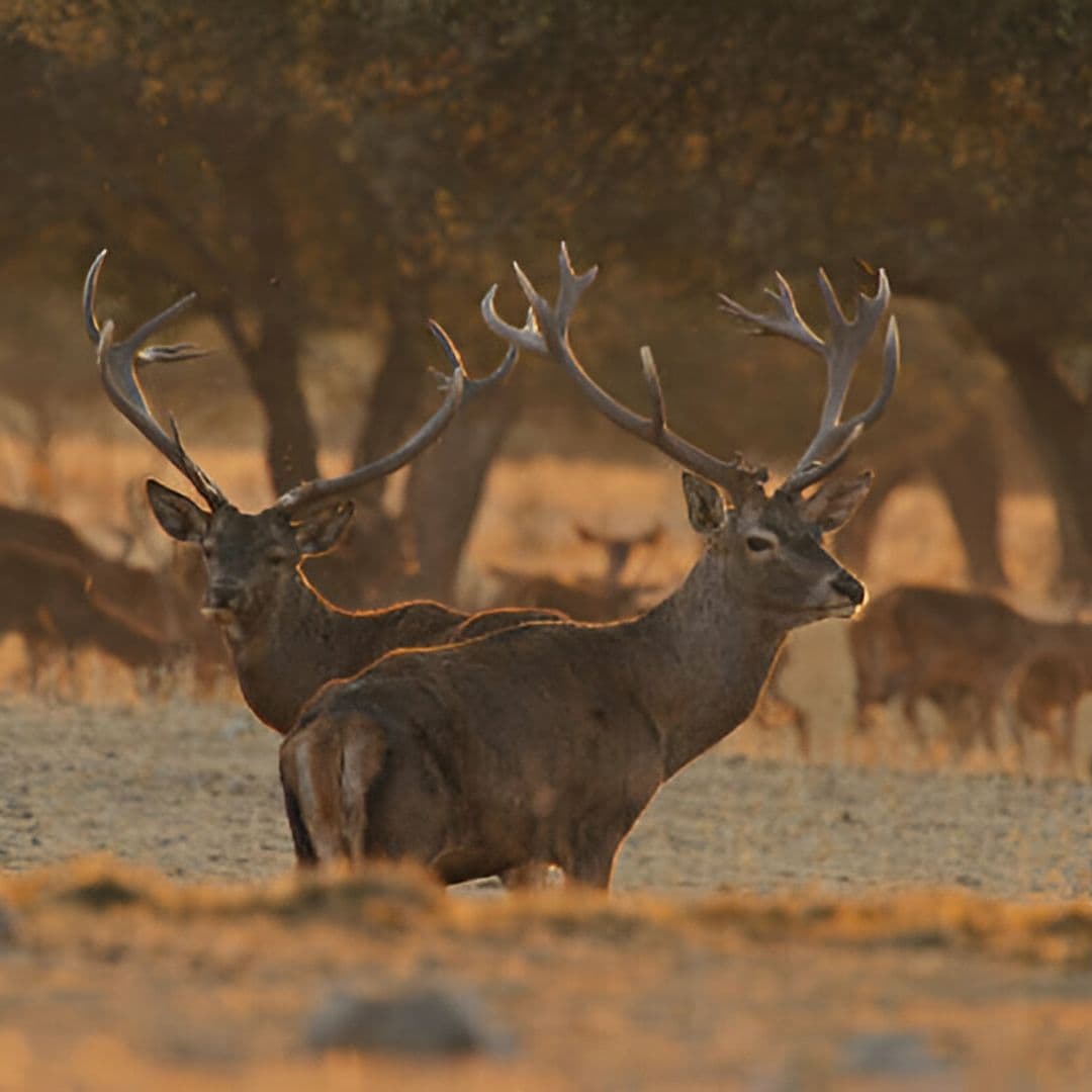 Espectaculares ejemplares de ciervo en la naturaleza durante el otoño