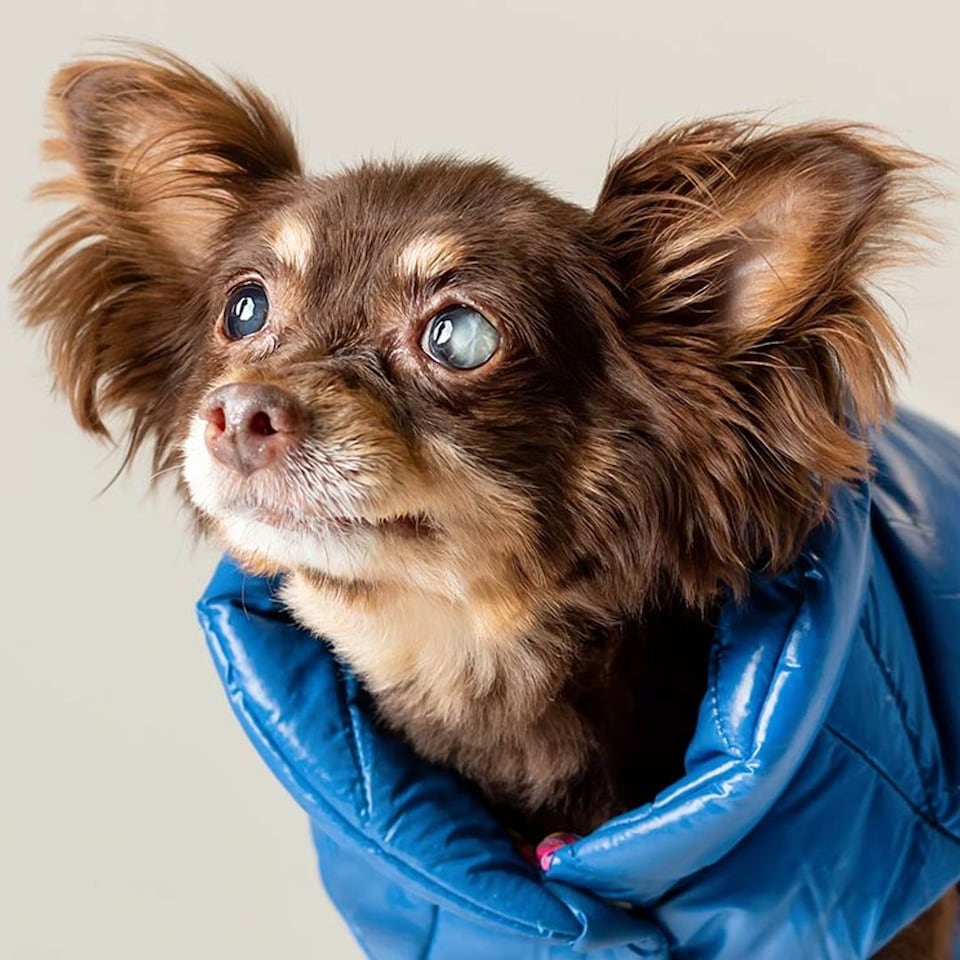 cómo ayudas a un perro que perdió la voz
