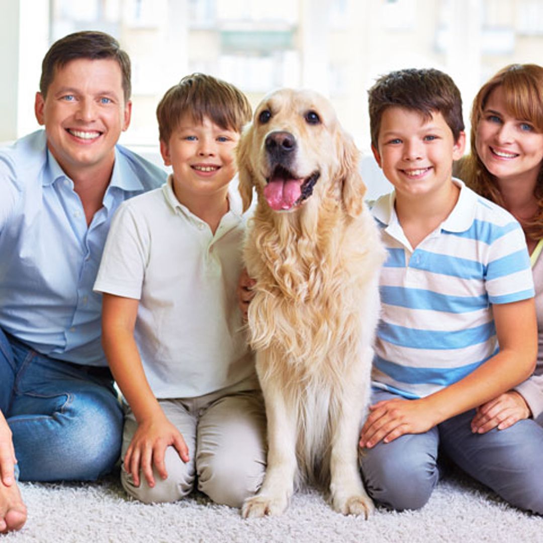 Cuatro claves que hacen del golden retriever el mejor perro para tener en familia