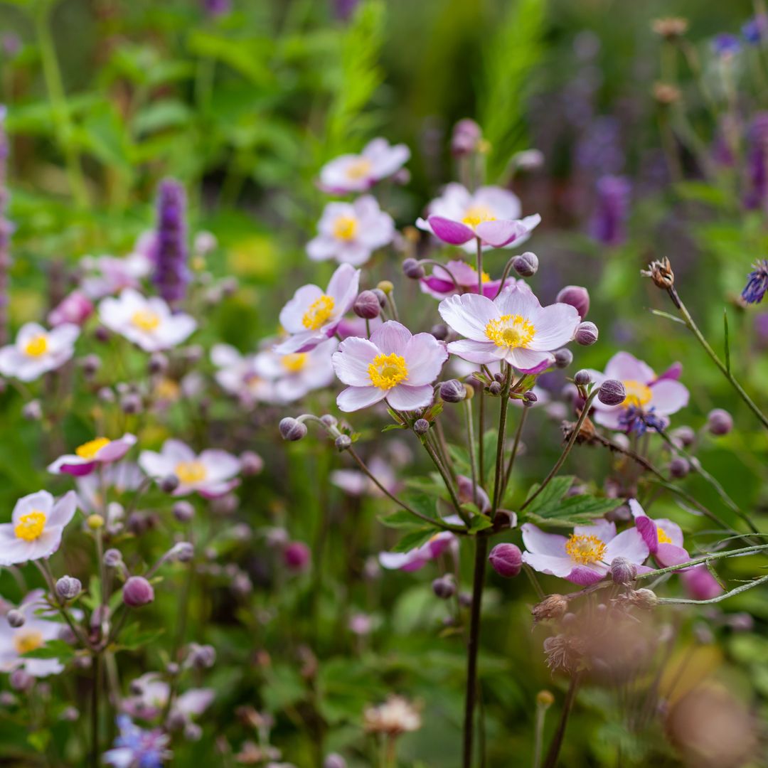Esta es la planta resistente que llenará de color y de flores tu jardín al final del verano