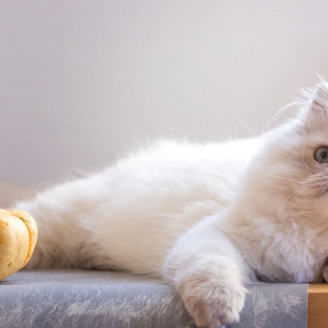 gato persa