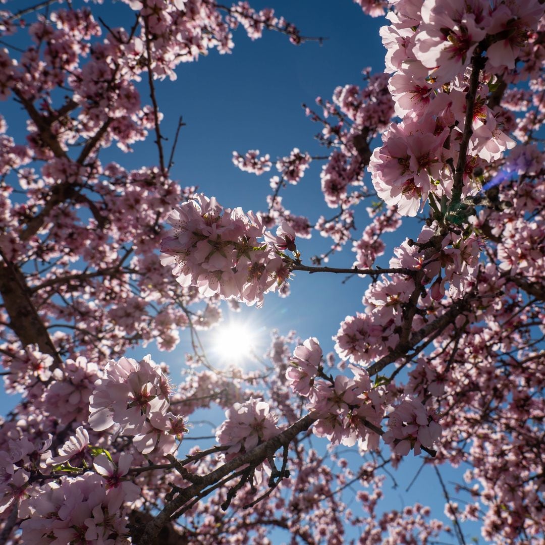 Almendros en floración de Mula, murcia