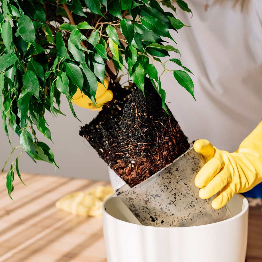 Por qué septiembre es el mejor mes para trasplantar tus plantas