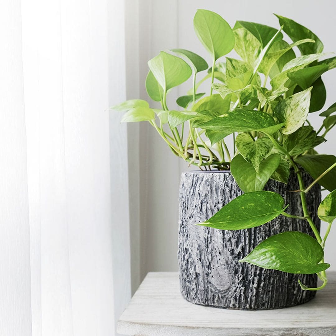 Poto, una planta de interior muy fácil de cultivar para alegrar la casa