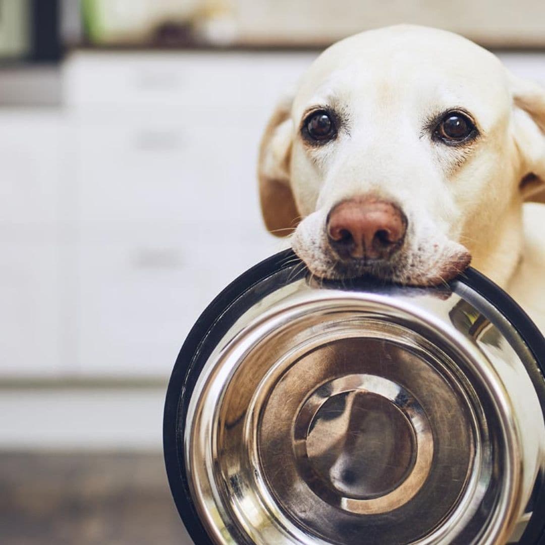 ¿Por qué mi perro siempre tiene hambre?
