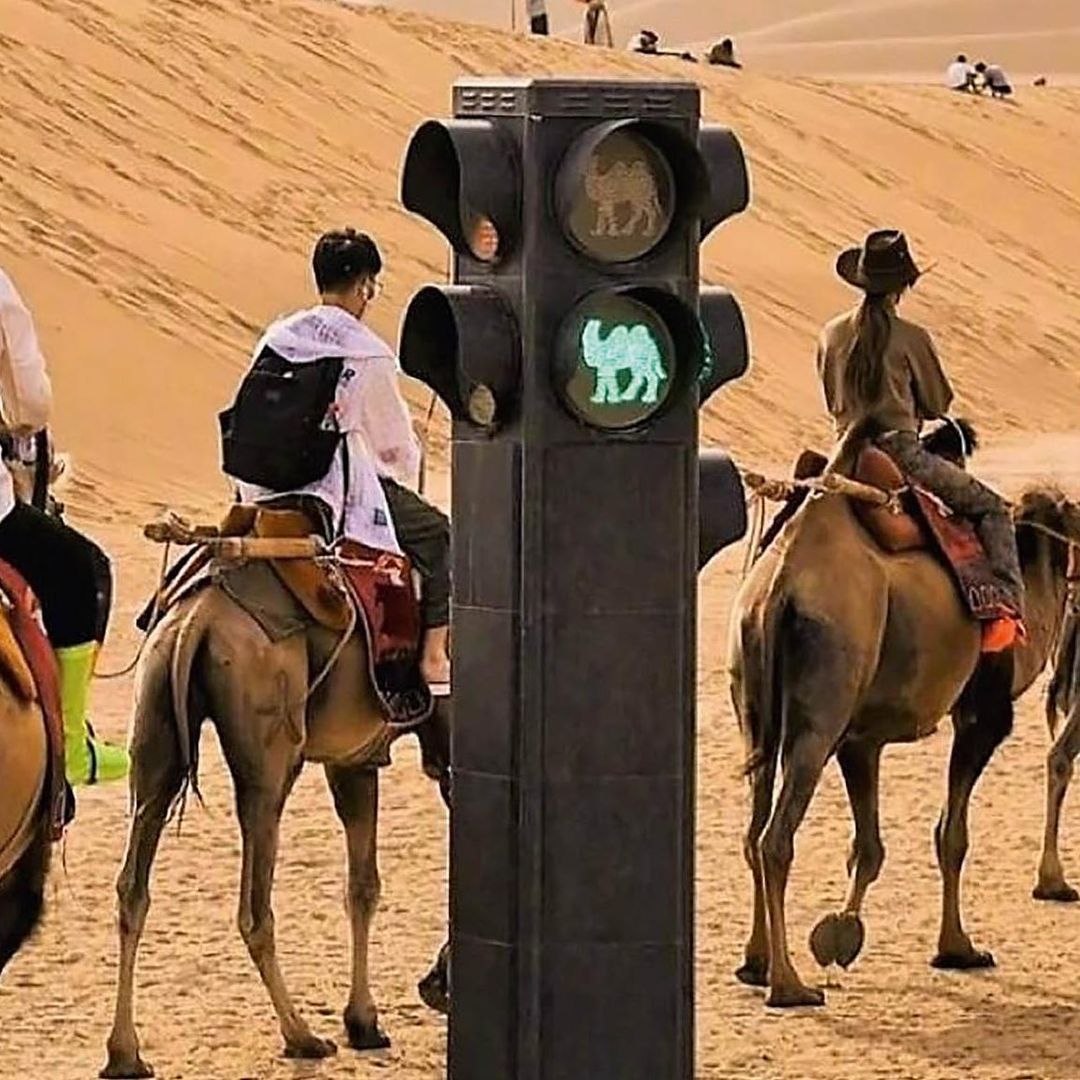 Los insólitos atascos de camellos en pleno desierto