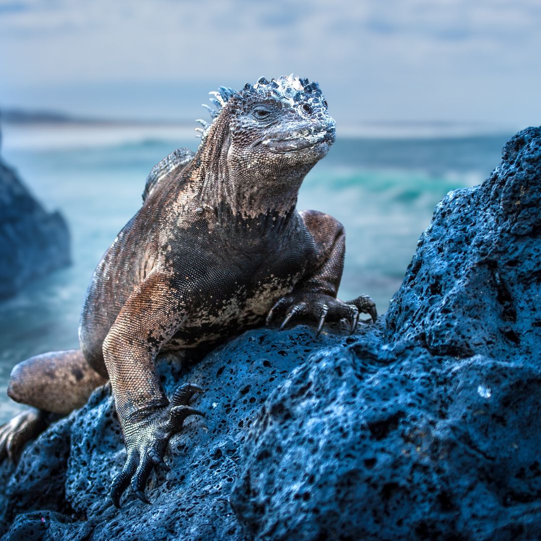 Islas Galápagos, uno de los mejores lugares del mundo para ver fauna