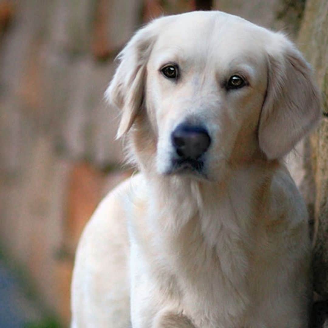 La televisión se vuelca con las mascotas