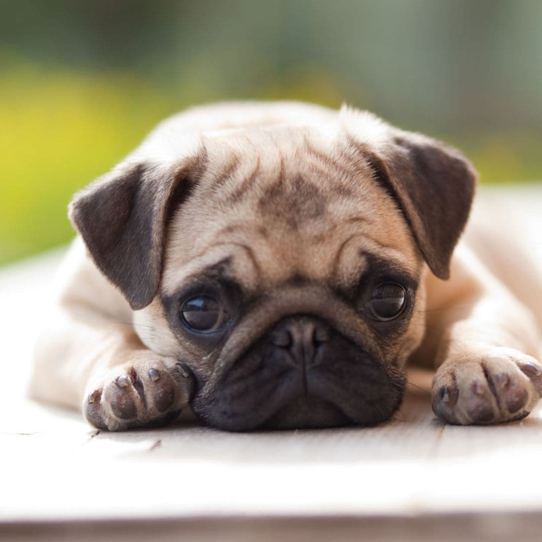 El 'pug', características de una de las razas más populares