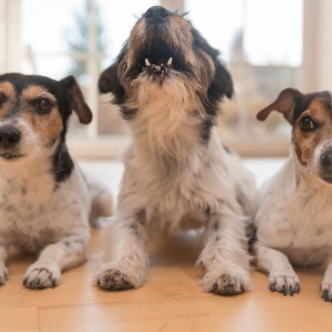 ¿Qué puedo hacer si mi perro no para de llorar?