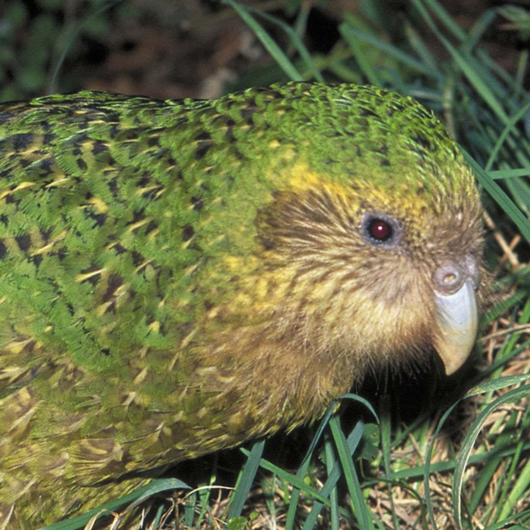 Así es el Kakapo, el loro más gordo del mundo que tiene su propio reality y cuenta con cien mil fans: "Me distrae de las cosas horribles de este mundo"
