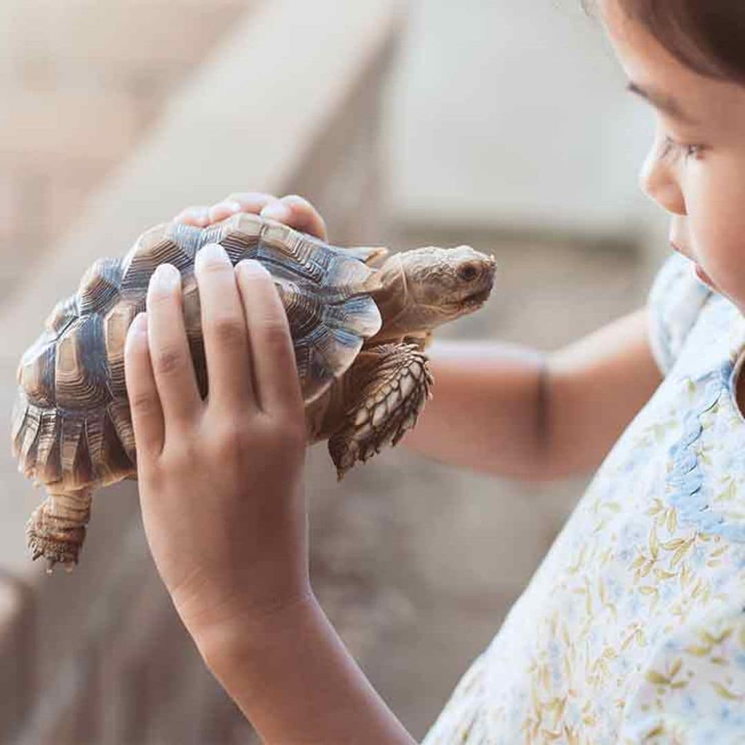 Antes de tener una tortuga, revisa nuestros consejos