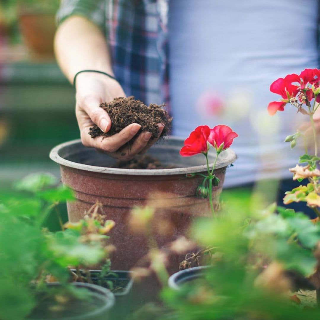 ¿Sabes cómo elegir el mejor sustrato para tus plantas?