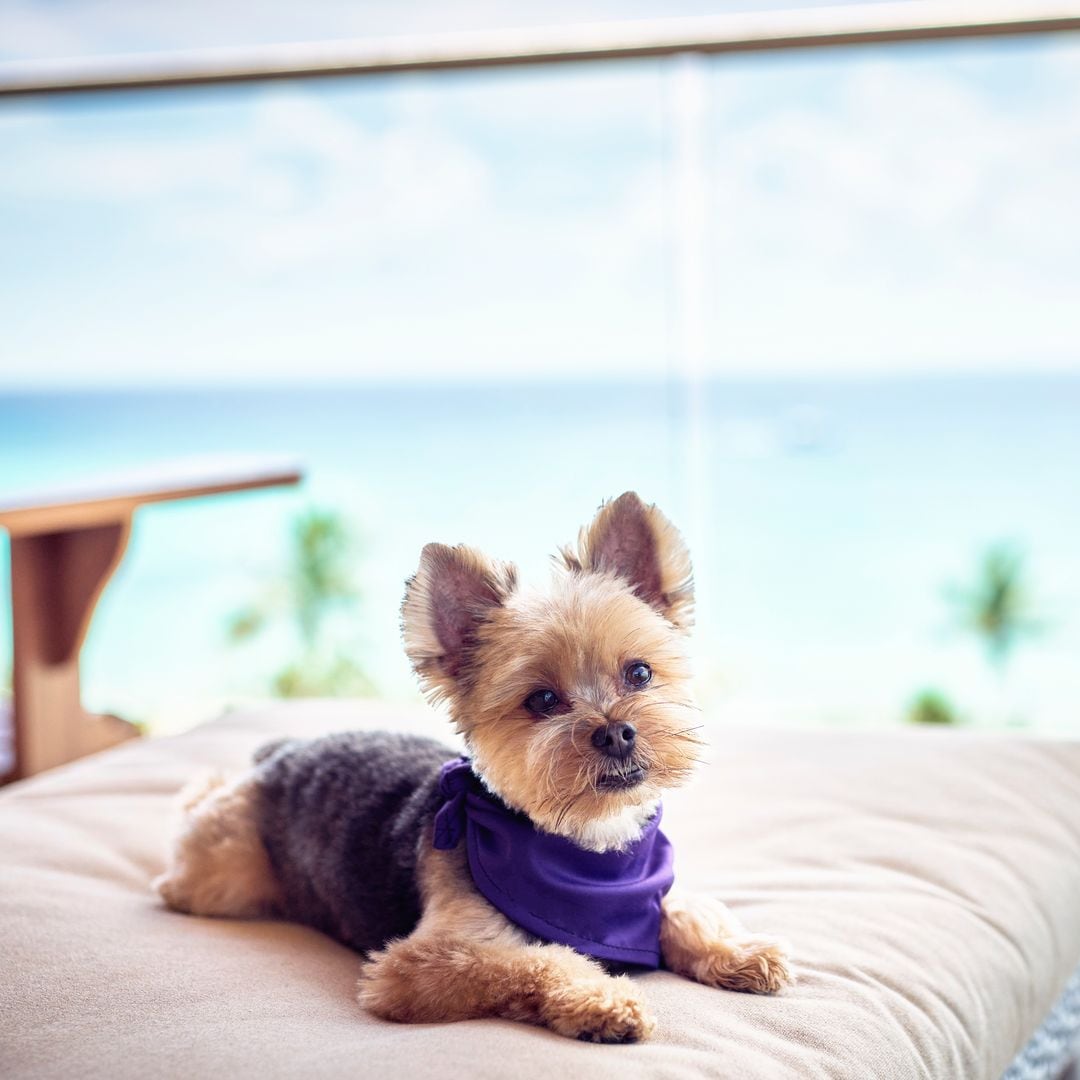 ¿Vacaciones Pet Friendly? Xcaret es el destino perfecto para viajar con tu perro este verano