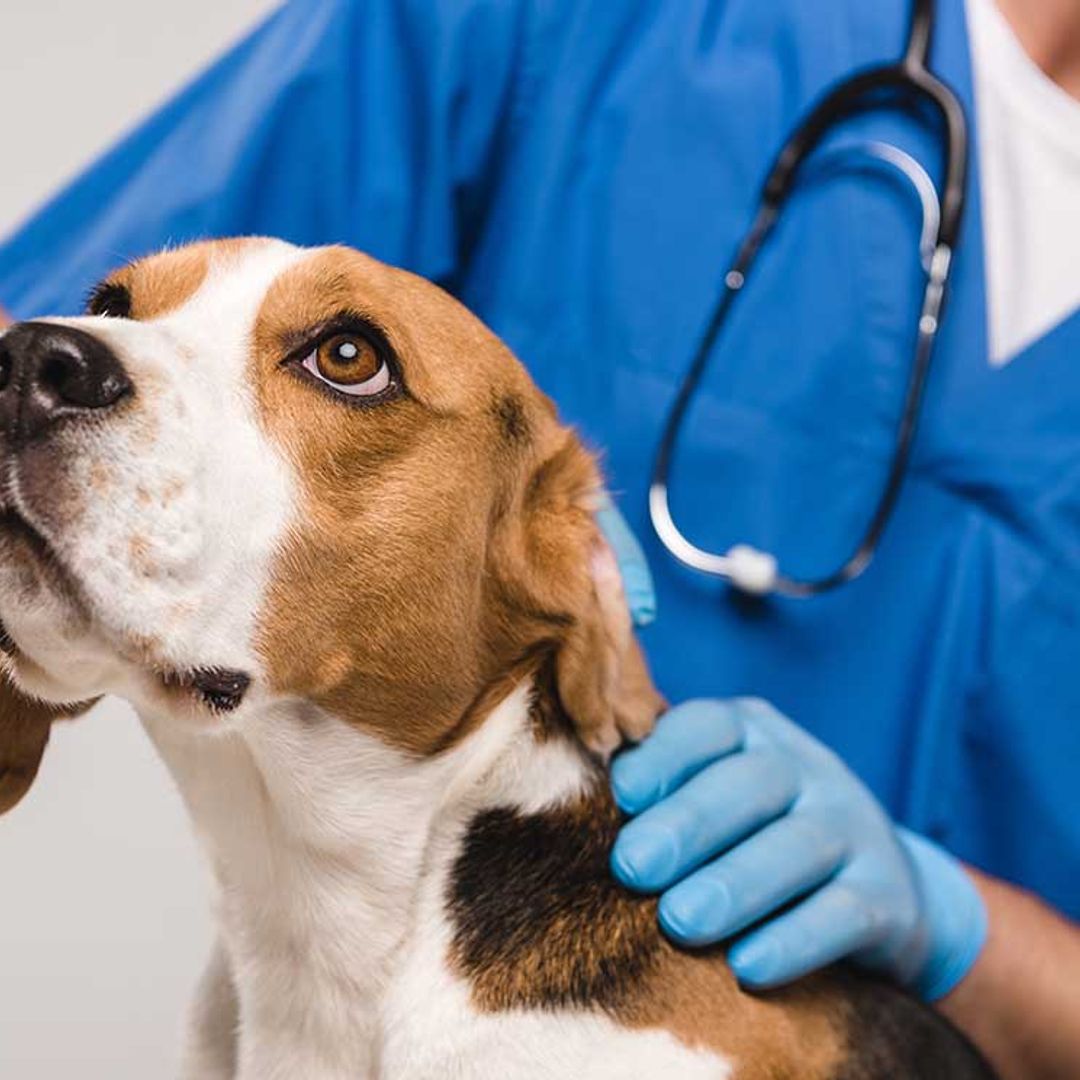 La brucelosis es la enfermedad que tu perro puede contagiarte