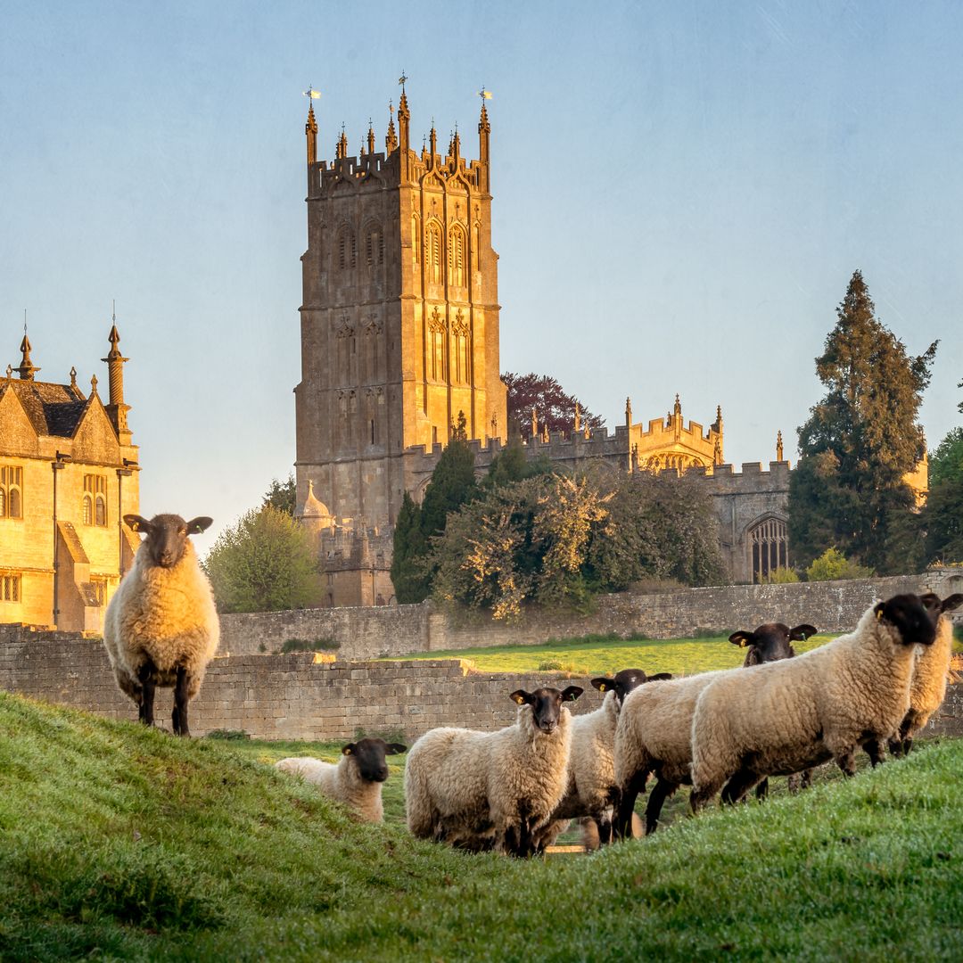 Ovejas cerca de Chipping Campden, Gloucestershire, Inglaterra, Los Cotswolds