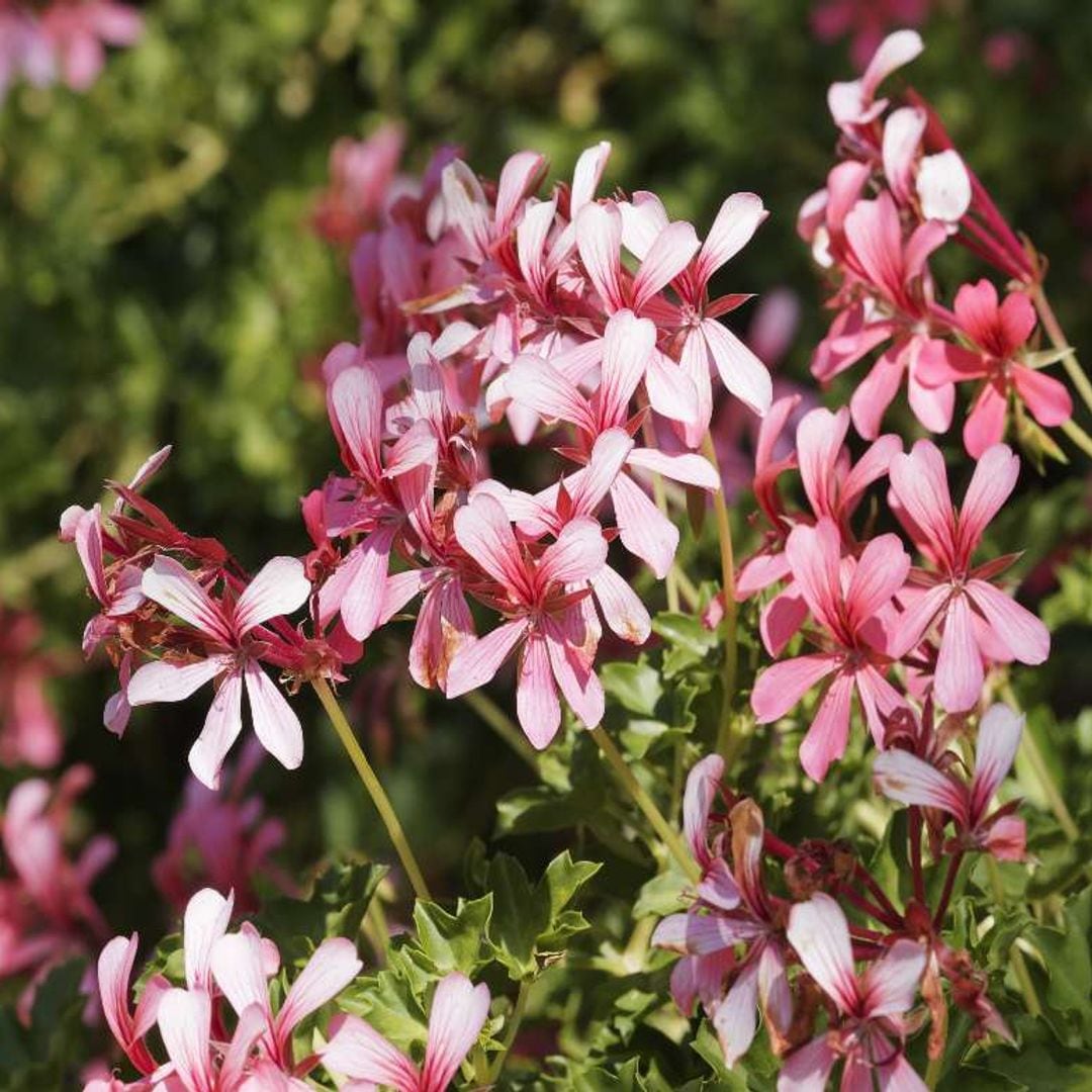 Cuidados básicos de los geranios para llenar de color tu jardín