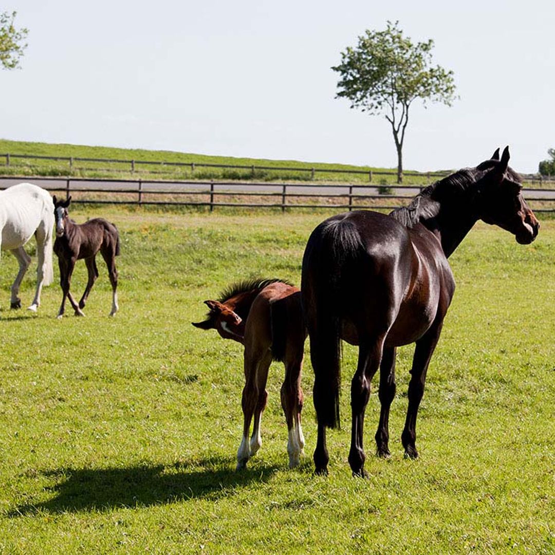 Shanaan, una iniciativa española para rehabilitar caballos rescatados