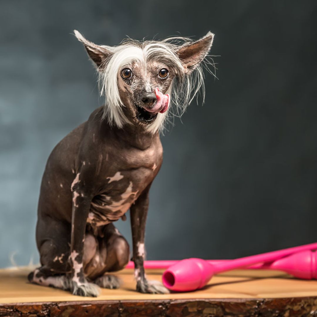 como se llama un perro chino