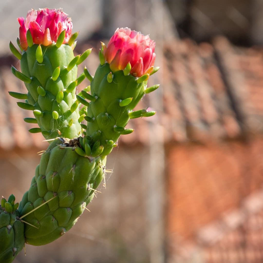 Cómo cuidar el vistoso y resistente 'cactus alfileres de Eva'