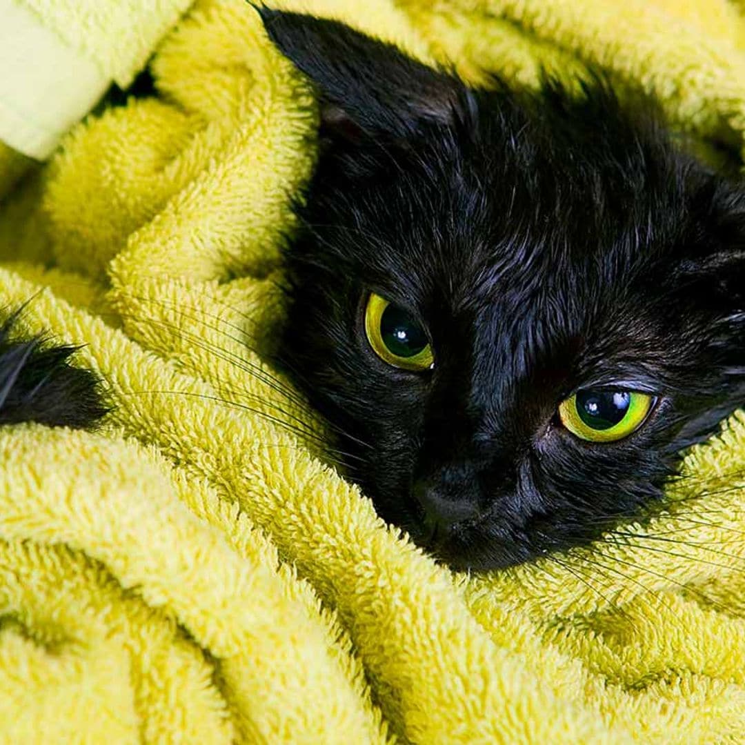 Errores frecuentes en el cuidado de tu gato que pueden desembocar en problemas de convivencia
