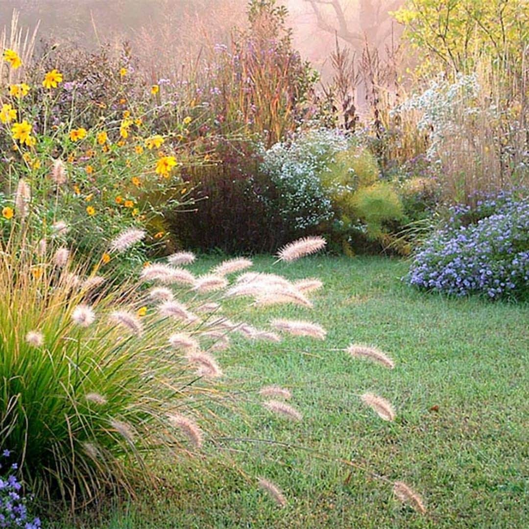 Descubre las posibilidades decorativas de las gramíneas para tu jardín