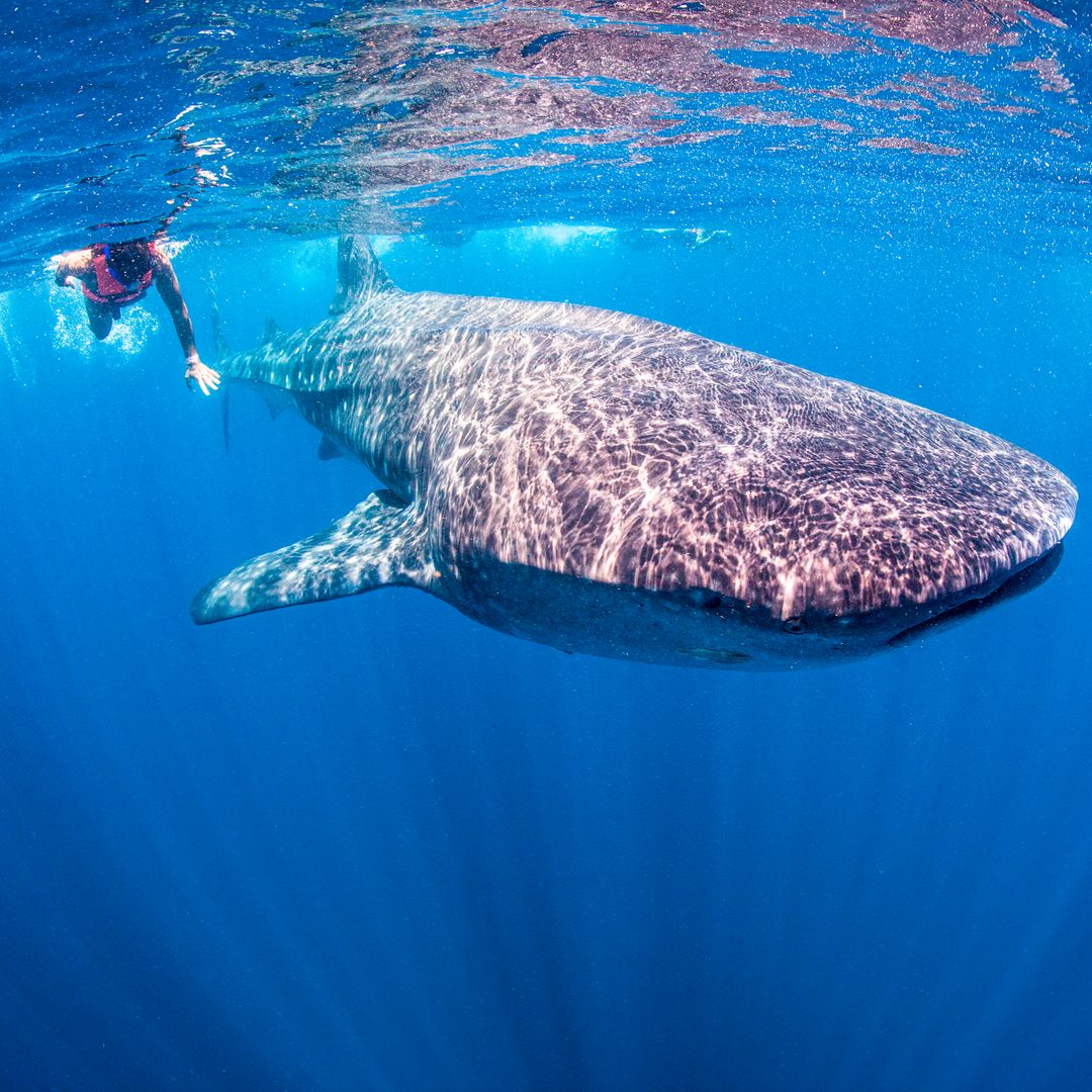 Tiburón ballena en la isla de Holbox, México