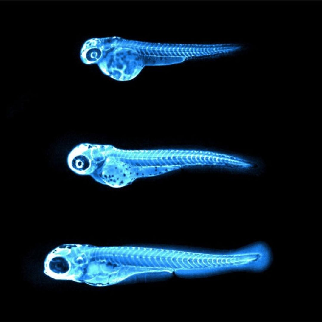 Peces cebra, los últimos aliados para luchar contra el colesterol