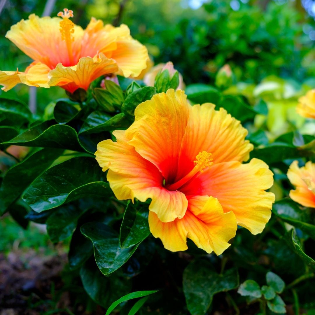 Hibisco amarillo