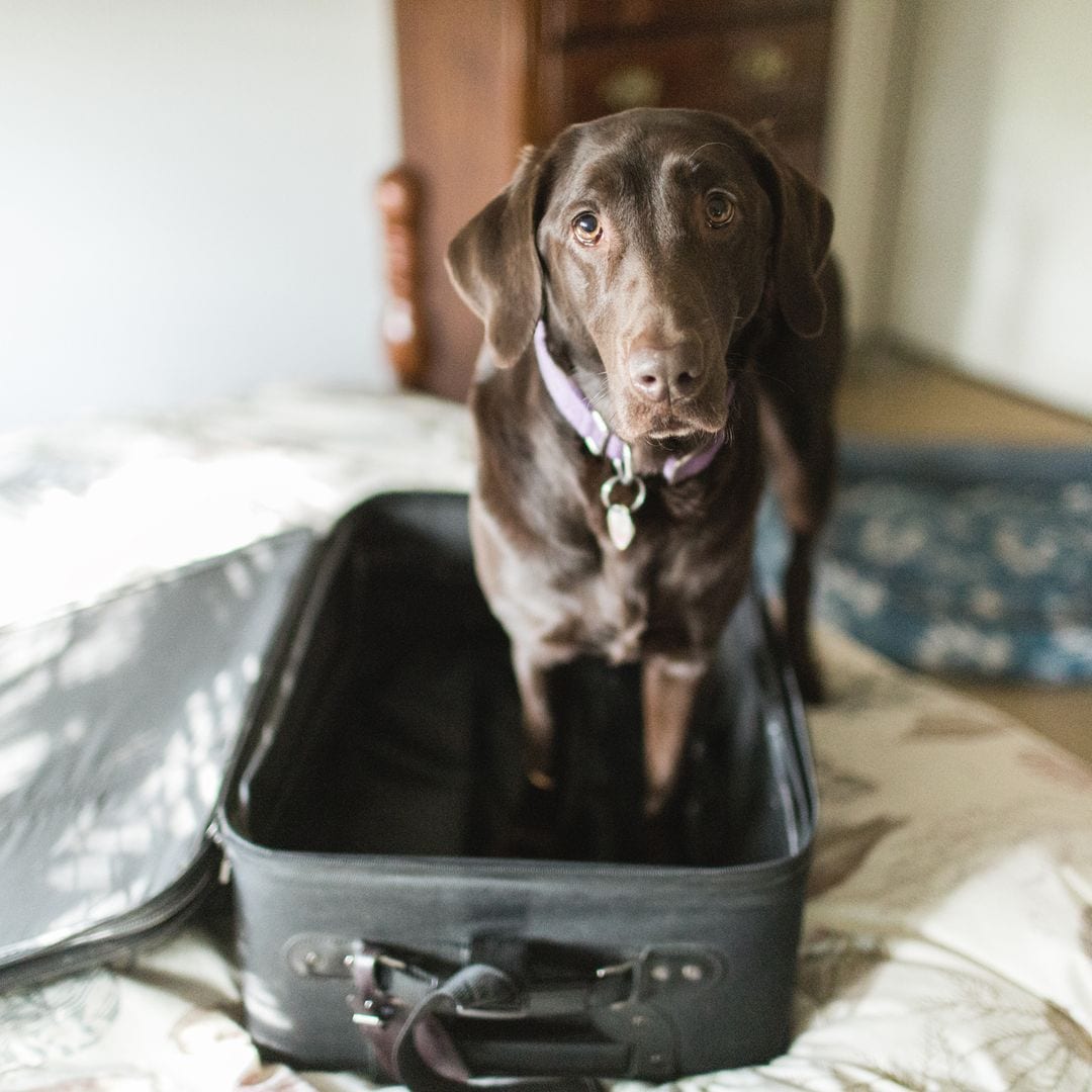 Raúl Contreras, instructor canino: "En caso de divorcio, el perro no sabe que sus dueños se separan, lo que siente son los cambios"