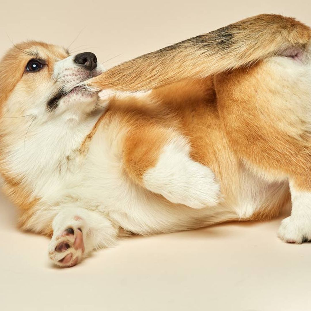 ¿Por qué mi perro se muerde constantemente la cola?